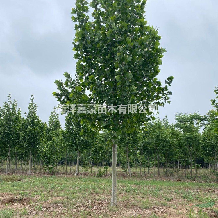 求購(gòu)18公分/20公分法桐找嘉豪園林