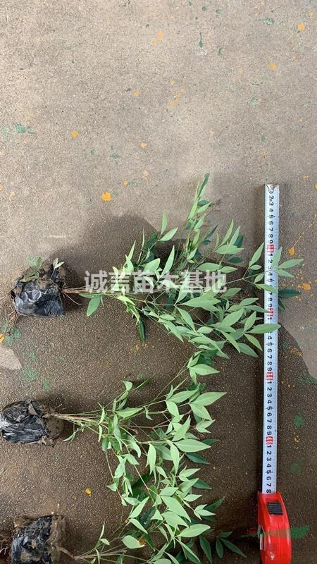 南天竹工程小苗，土球，杯苗苗圃直發(fā)