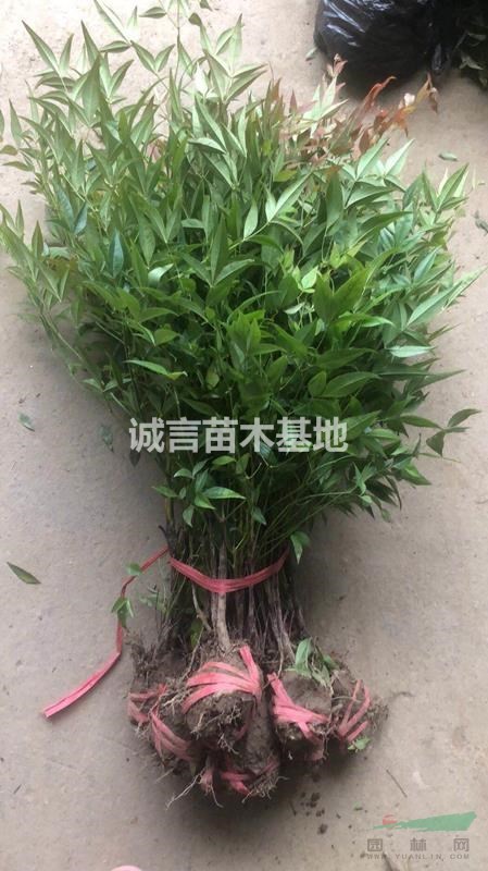 南天竹工程小苗，土球，杯苗苗圃直發(fā)
