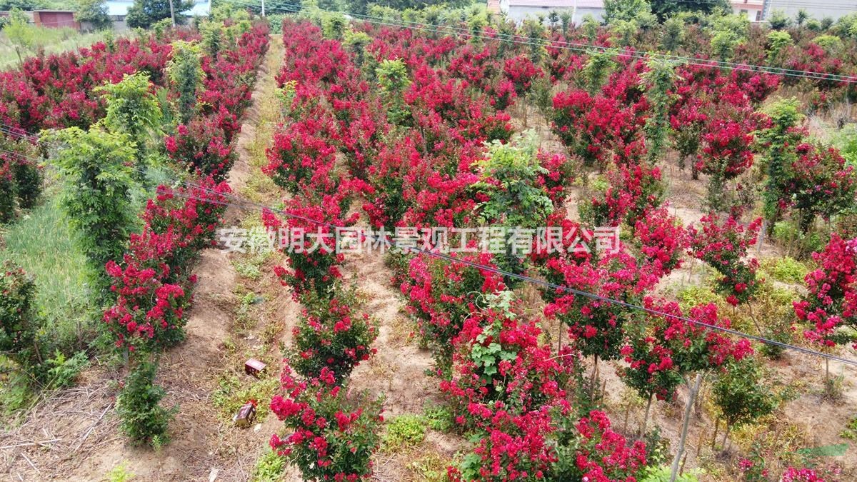 安徽滁州，紫薇、美國(guó)紫薇、大紅花紫薇基地