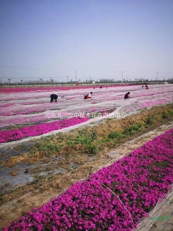 潢川芝樱销售价格芝樱花种植基地照片