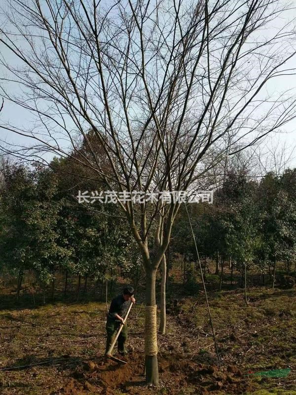 浙江长兴低价供应12到25公分精品红榉树工程榉树大量供应 