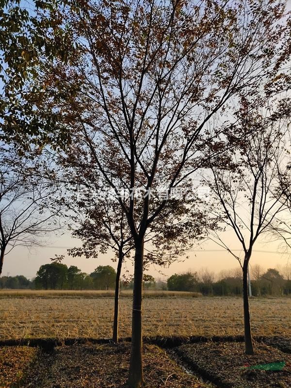 浙江长兴低价供应12到25公分精品红榉树工程榉树大量供应 