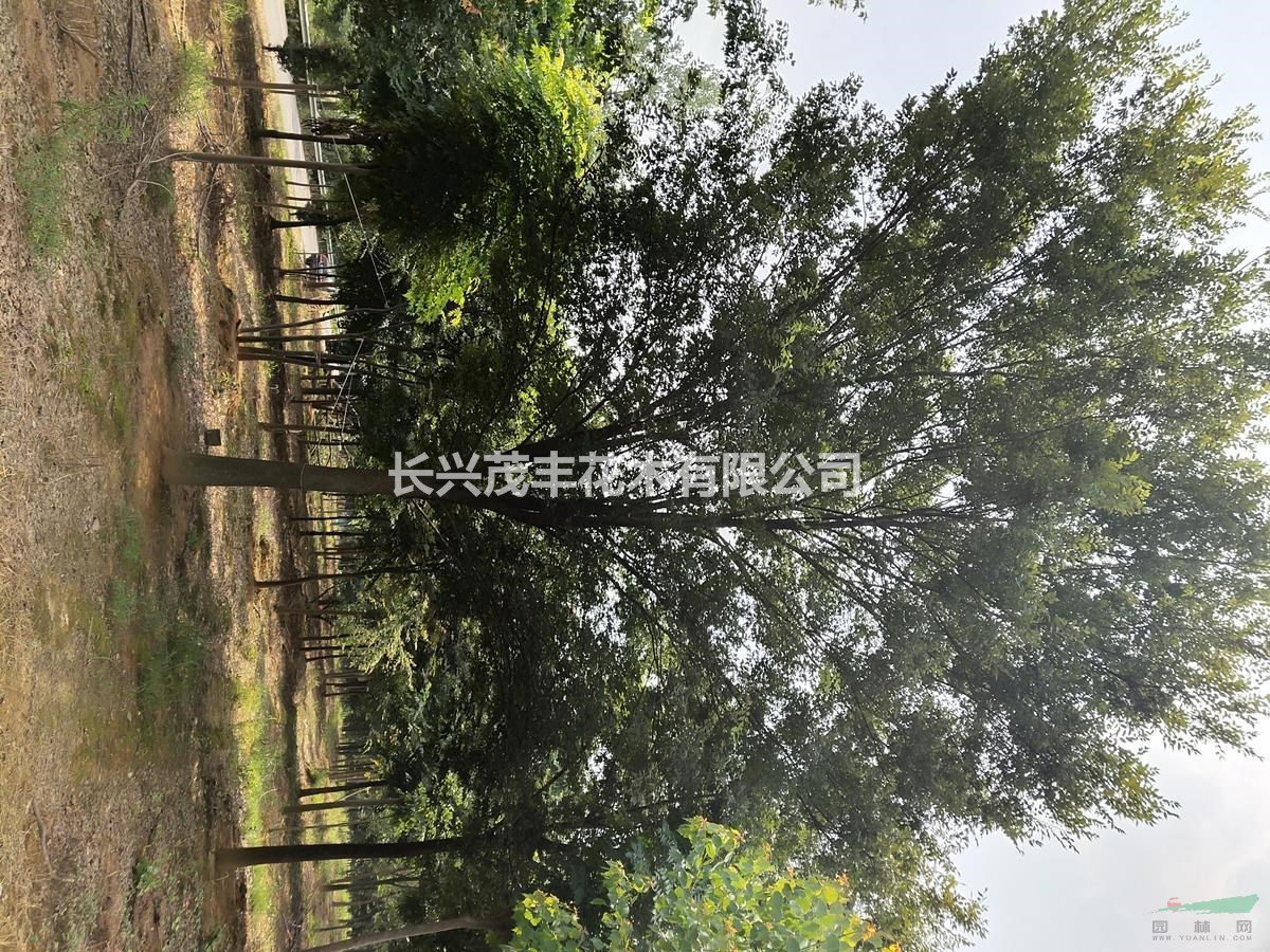 浙江长兴低价供应12到25公分精品红榉树工程榉树大量供应 