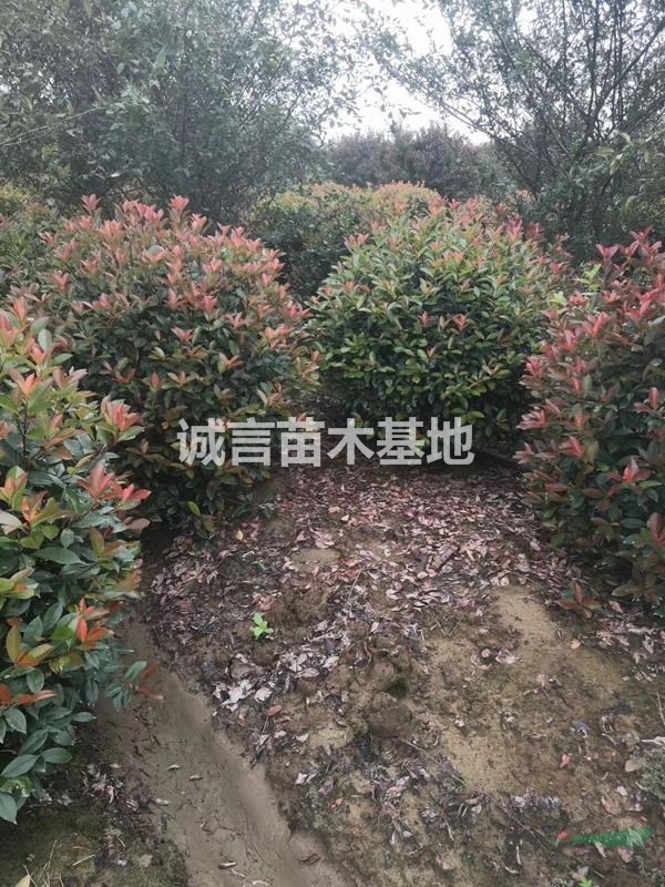 常州精品球基地红叶石楠球，金森女贞球，红花继木球