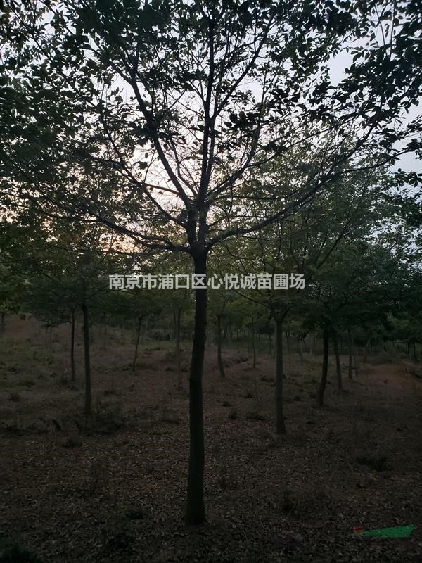 移植苗/25公分 20公分 18公分樸樹價格查詢