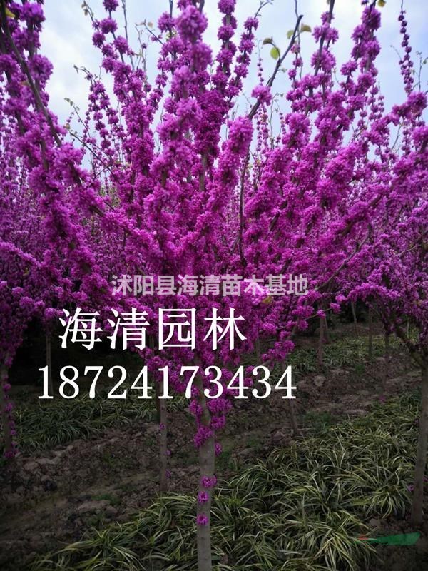 江蘇紫荊多少錢一棵