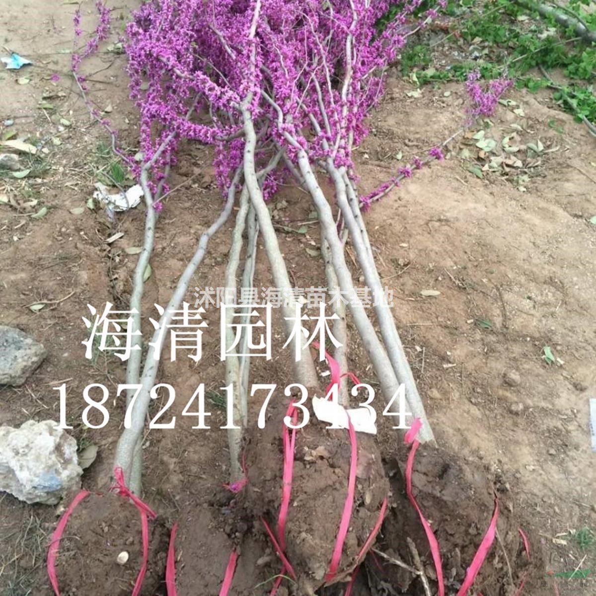江蘇紫荊多少錢一棵