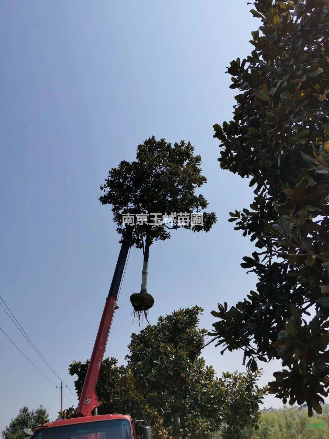 2020年22-25公分廣玉蘭價(jià)格