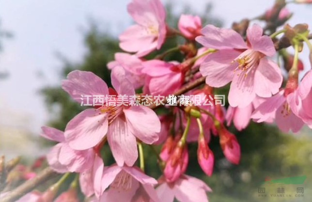 雅櫻  雅櫻1-5公分 牡丹櫻1-10公分