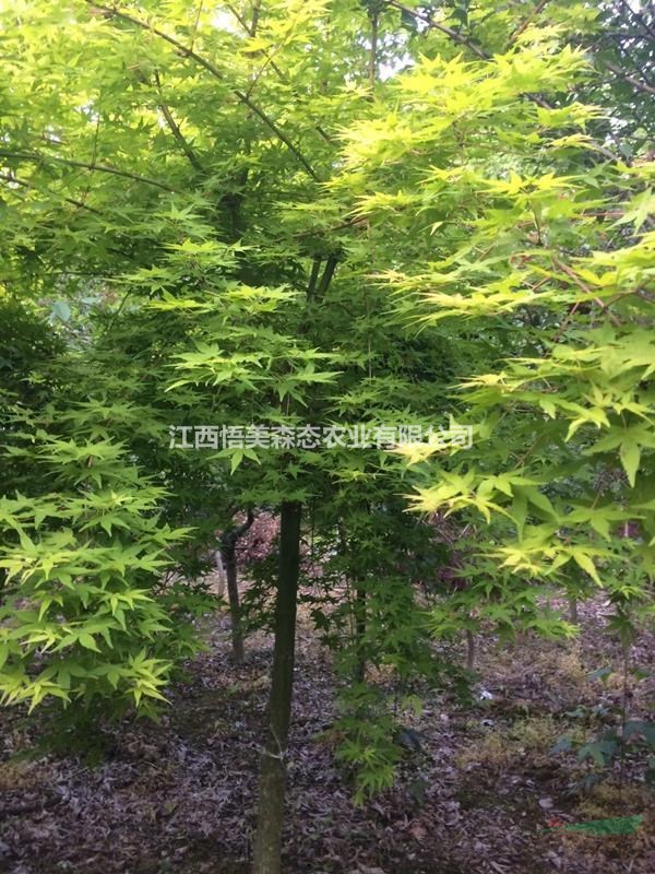 橙之夢(mèng)紅楓（黃金楓） 日本紅楓基地1-5.5公分