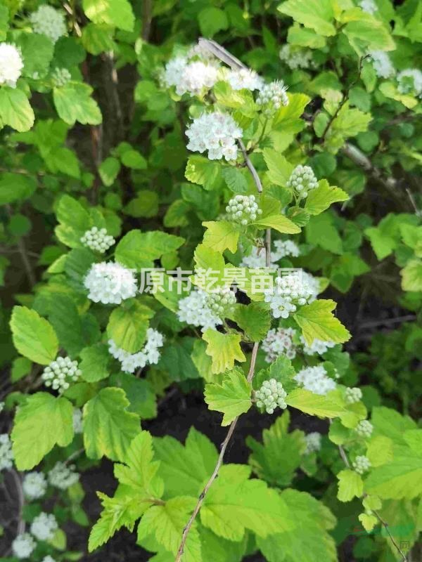 金葉風箱果