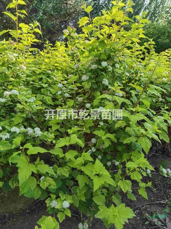 金葉風箱果