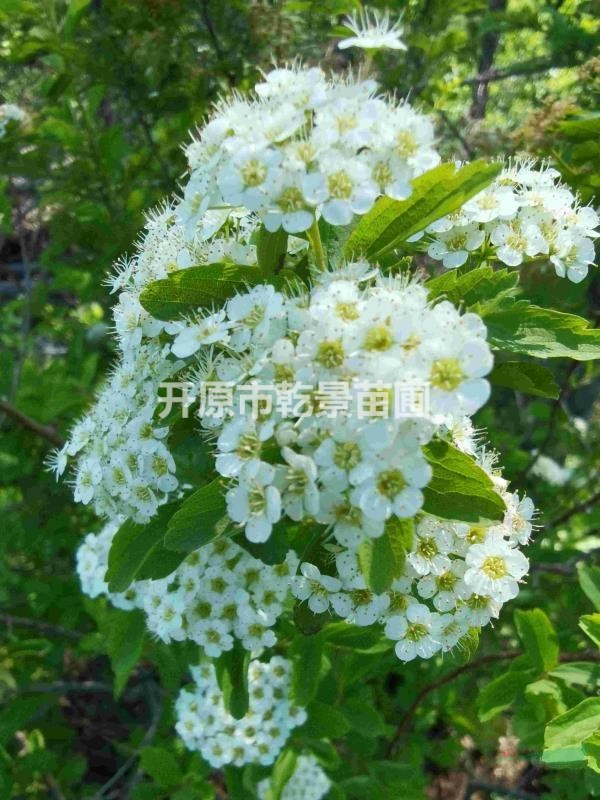 土莊繡線菊