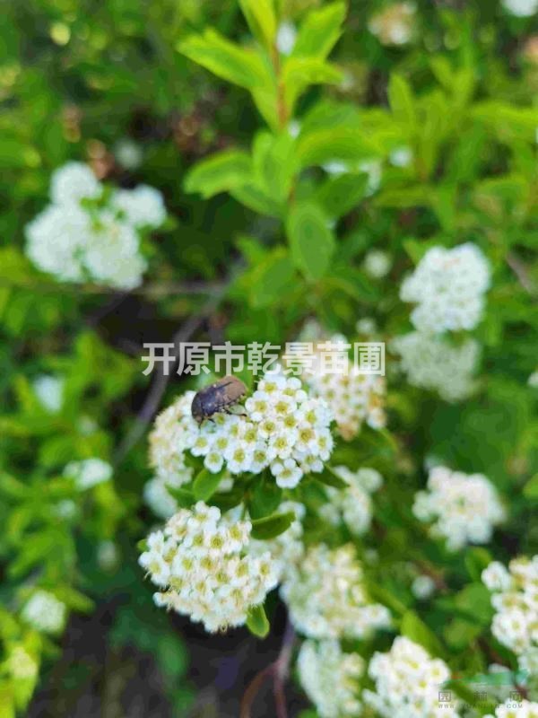 土莊繡線菊