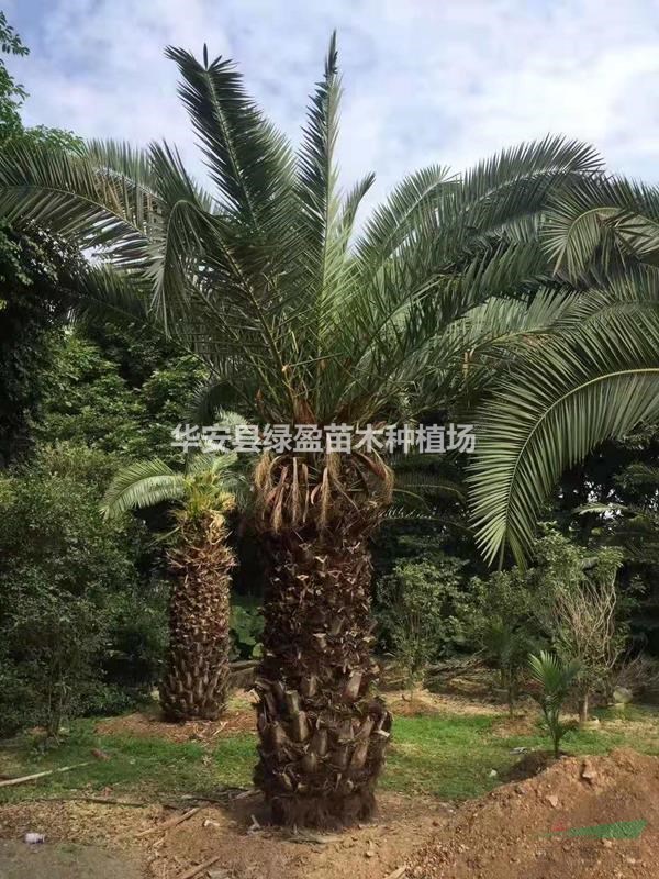 布迪椰子报价 千亩布迪椰子产地直销 杆高0.5米-3米