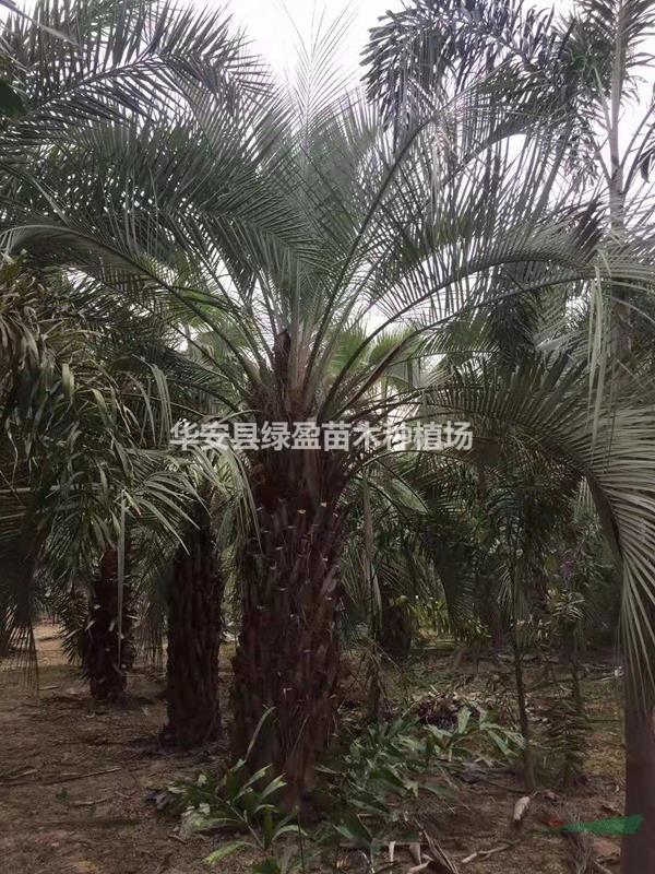 布迪椰子报价 千亩布迪椰子产地直销 杆高0.5米-3米
