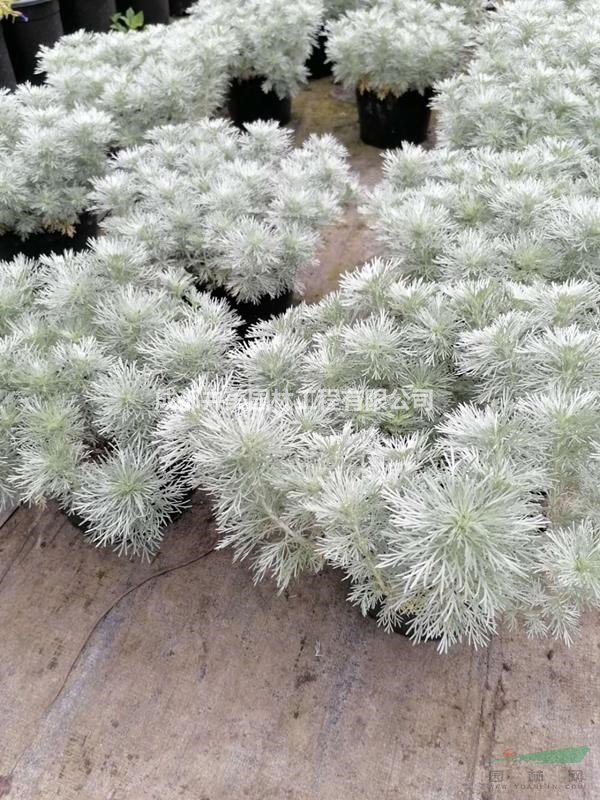 朝霧花大杯實(shí)拍圖片，朝霧花被人們喜愛的原因