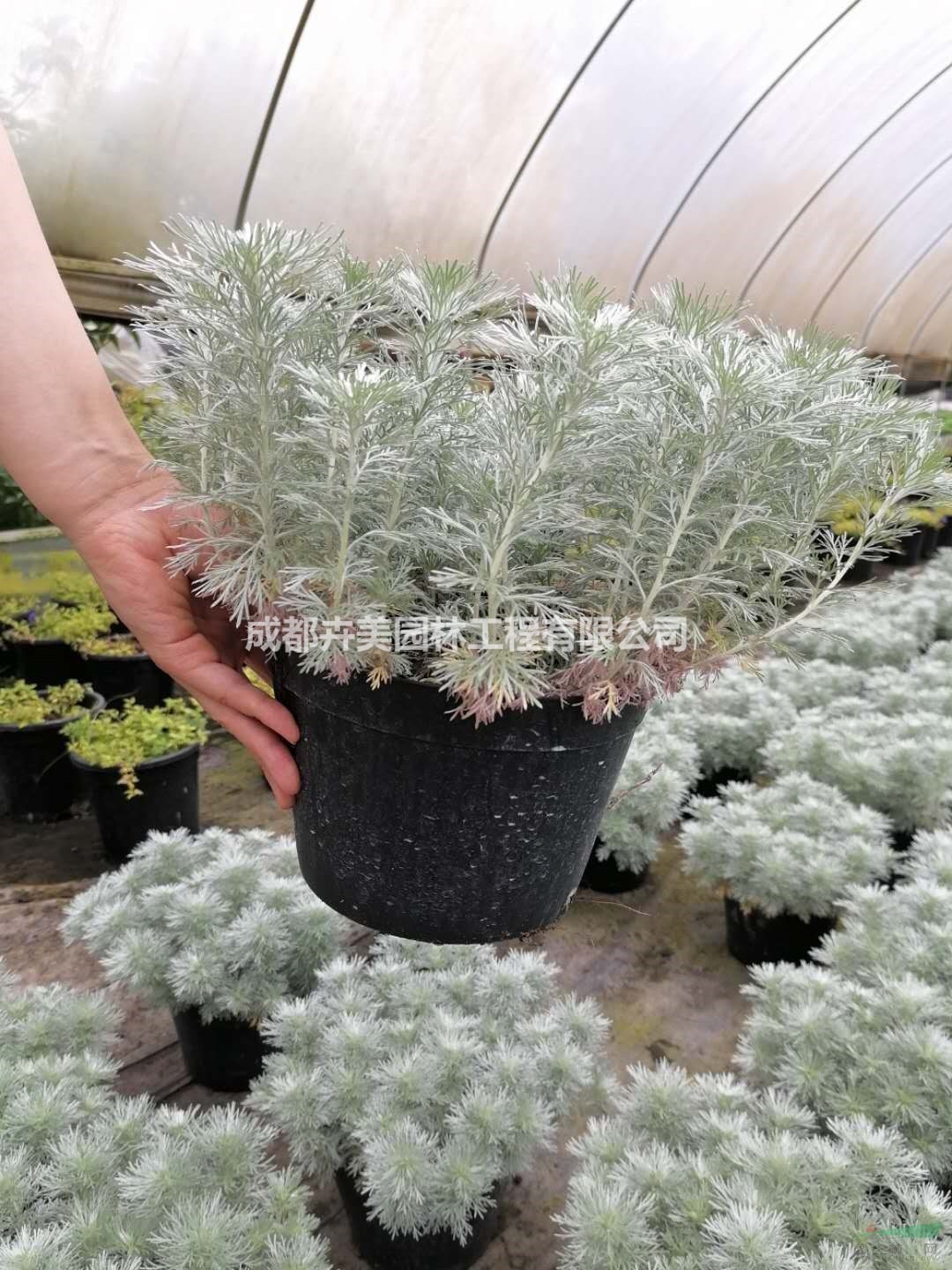 朝霧花大杯實(shí)拍圖片，朝霧花被人們喜愛的原因