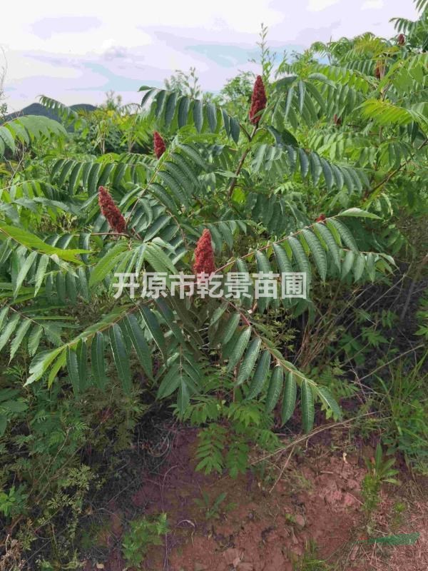 火炬樹，火炬小苗批發(fā)