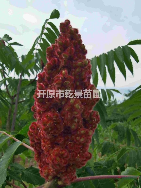 火炬樹，火炬小苗批發(fā)