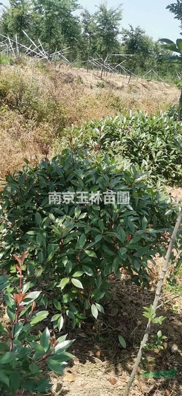 南京紅葉石楠球價(jià)格