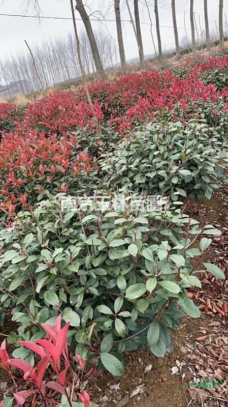 2020年1-1.2米冠幅紅葉石楠球
