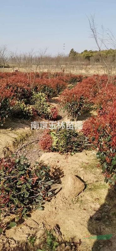 2020年1-1.2米冠幅紅葉石楠球