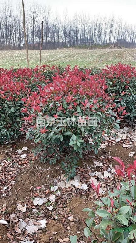 2020年1.5-1.8米冠幅紅葉石楠球