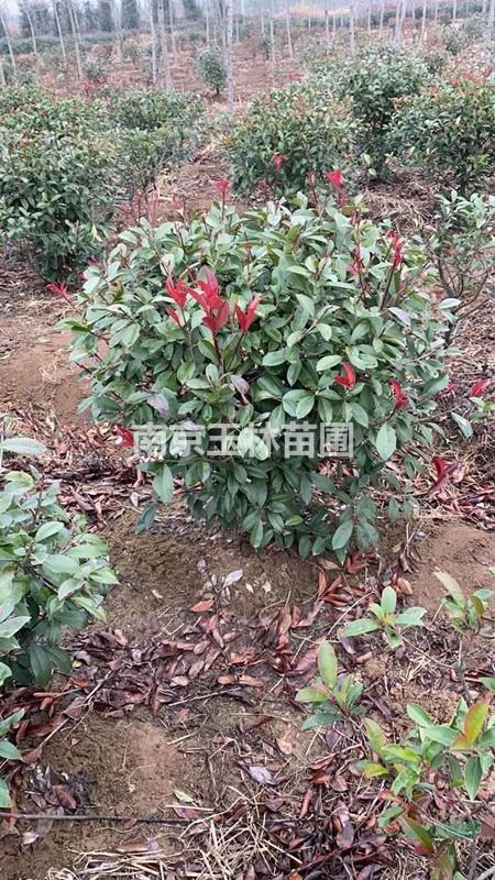 2020年2-2.5米冠幅紅葉石楠球