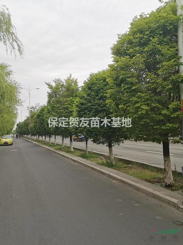   常年供應(yīng)圓冠榆 規(guī)格全面 數(shù)量多 質(zhì)量好 價(jià)格美麗