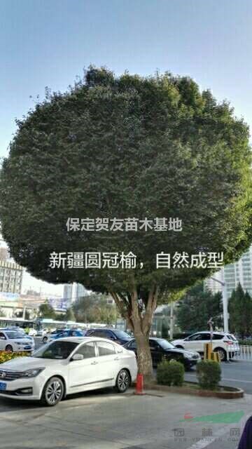   常年供應(yīng)圓冠榆 規(guī)格全面 數(shù)量多 質(zhì)量好 價(jià)格美麗