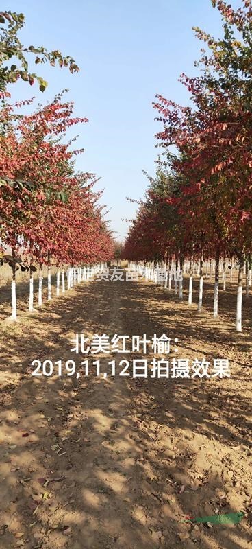 紅葉榆圖片  6-12公分紅葉榆現貨大量供應  紅葉榆的嫁接