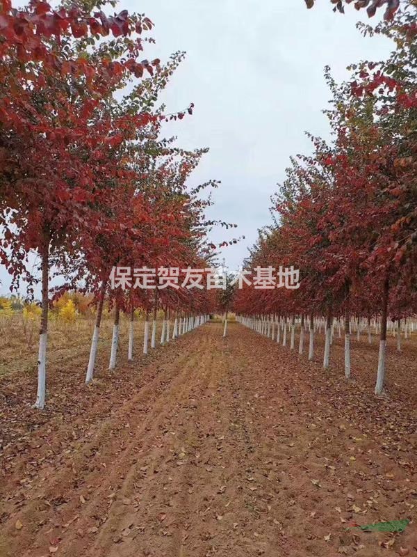 紅葉榆圖片  6-12公分紅葉榆現貨大量供應  紅葉榆的嫁接