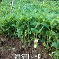 八仙花報價40公分八仙花*新價格