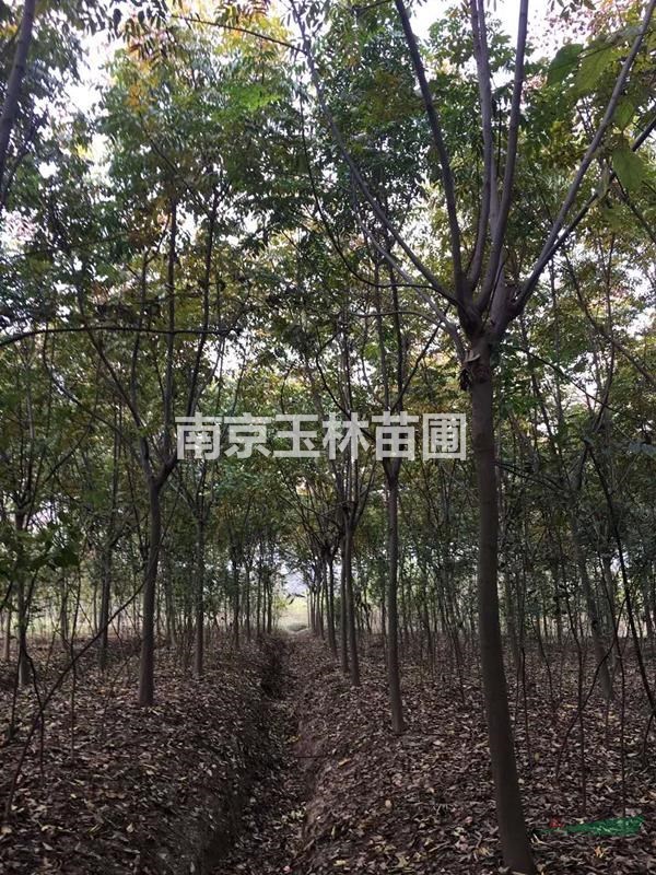 南京2020年5-6公分欒樹價格
