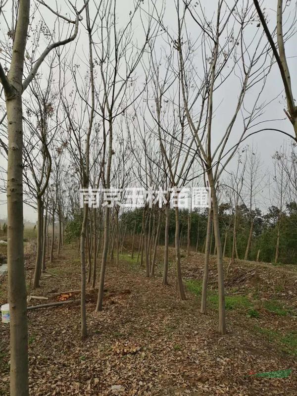 南京2020年5-6公分欒樹價格