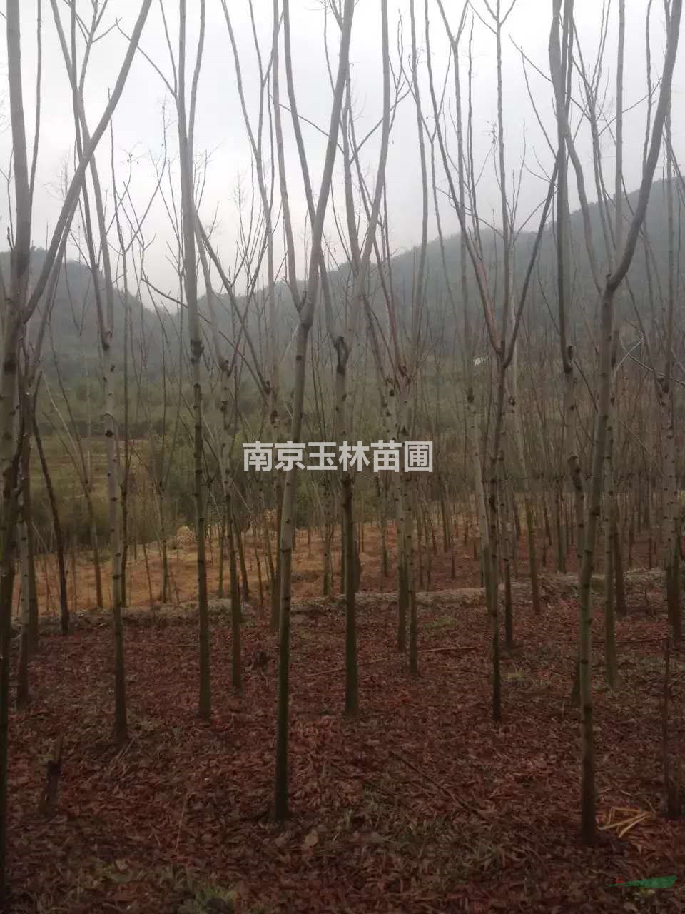 2020年10-12公分欒樹價格
