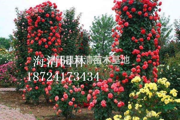 藤蔓月季目前行情好不好最新報價是多少