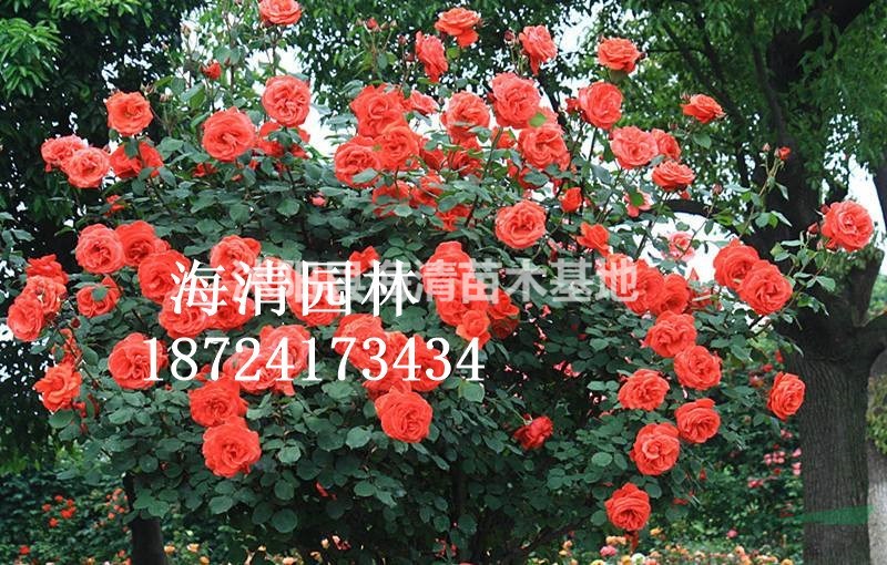 藤蔓月季目前行情好不好最新報價是多少