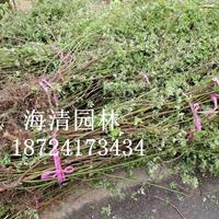 徐州薔薇報(bào)價(jià)20公分薔薇質(zhì)量怎么樣