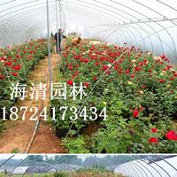 哪里有賣薔薇花苗80公分薔薇花苗多少錢