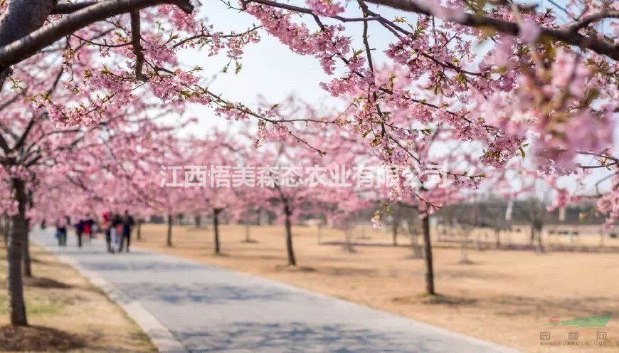 河津櫻 河津櫻1-5公分 江西牡丹櫻基地