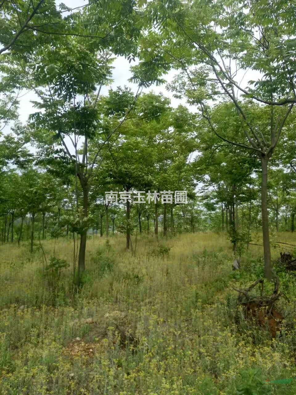 2020年15-16公分欒樹(shù)價(jià)格