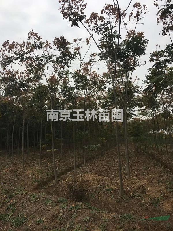 2020年5-6公分櫸樹價格
