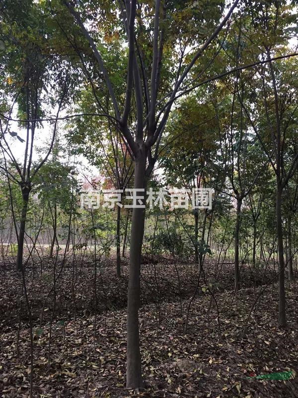 2020年5-6公分櫸樹價格