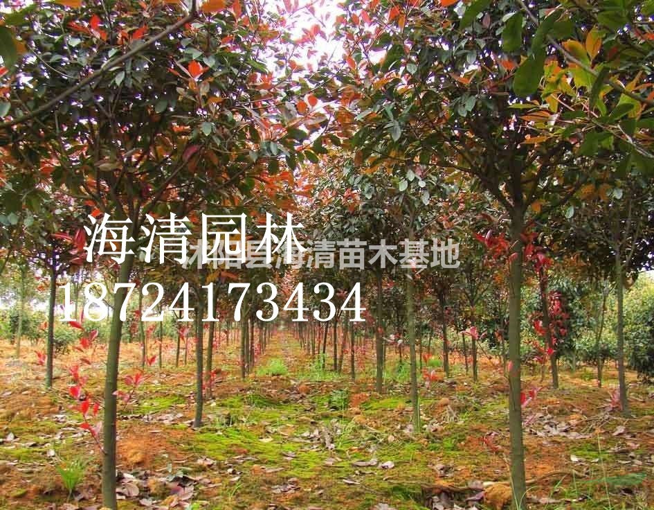 江苏高杆红叶石楠目前批发价格是多少