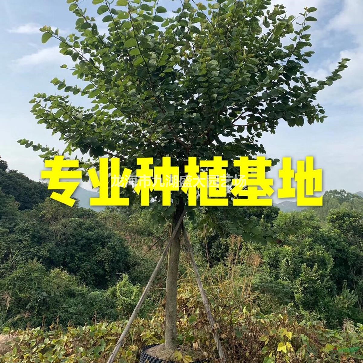 福建移栽宫粉紫荆价格 红花紫荆批发 地苗红花羊蹄甲洋紫荆报价