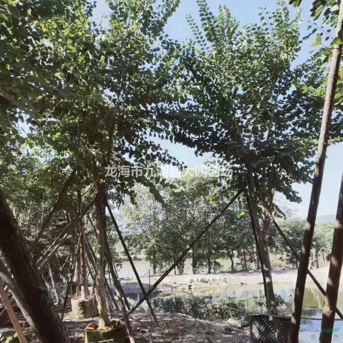 福建移栽宫粉紫荆价格 红花紫荆批发 地苗红花羊蹄甲洋紫荆报价