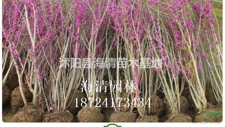 丛生紫荆最新报价冠幅30公分丛生紫荆多少钱